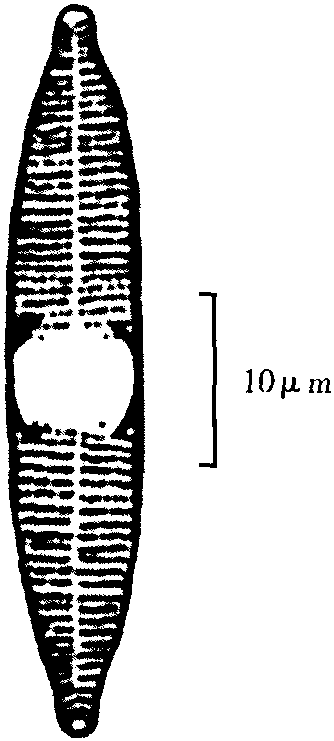 13a.美小针杆藻 (披针变种)